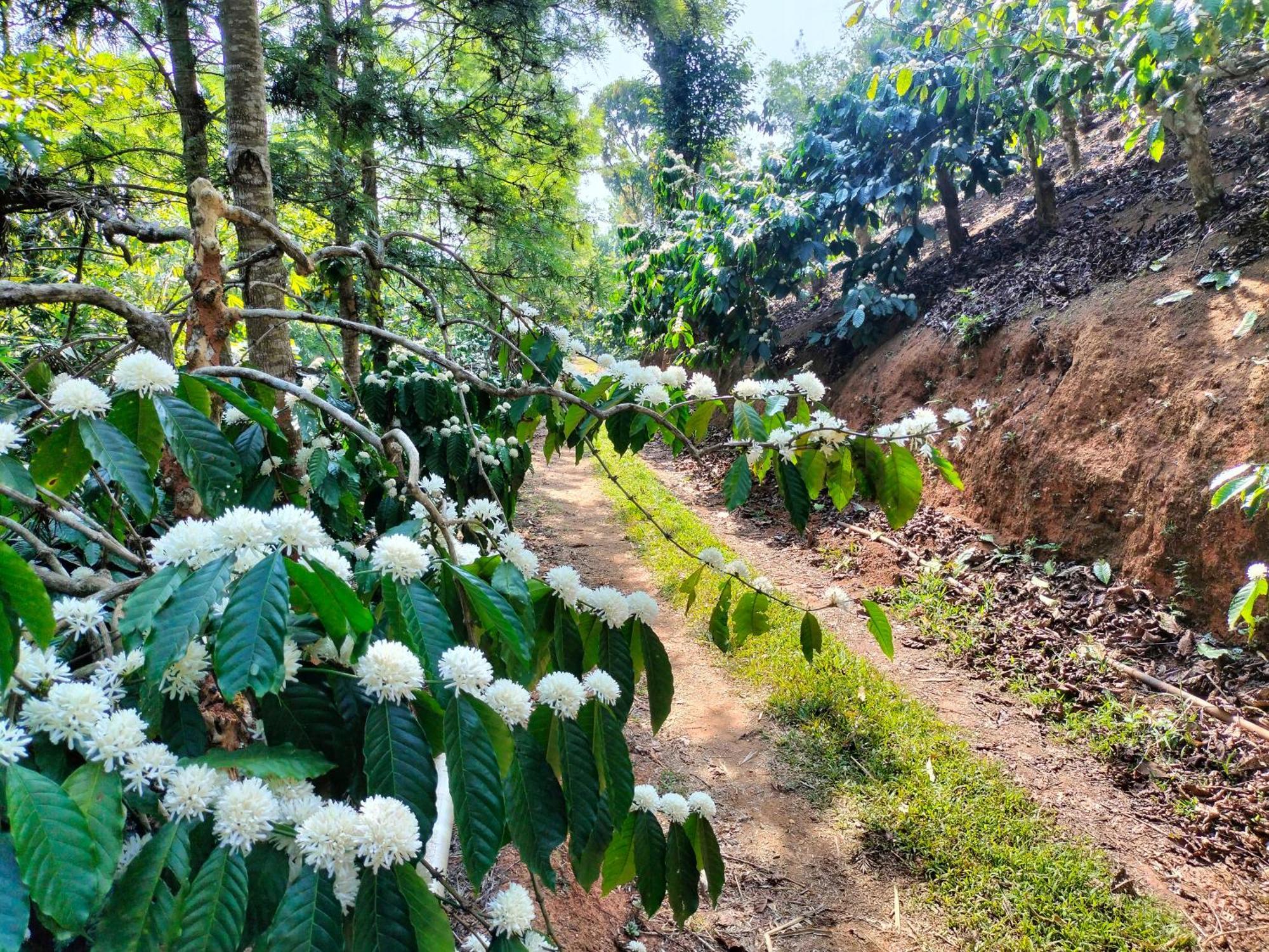 Willa Sambrama Wood House Madikeri Zewnętrze zdjęcie